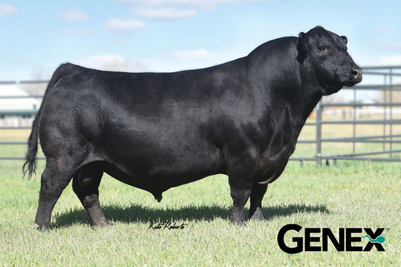 KG Justified 3023 - 17707279